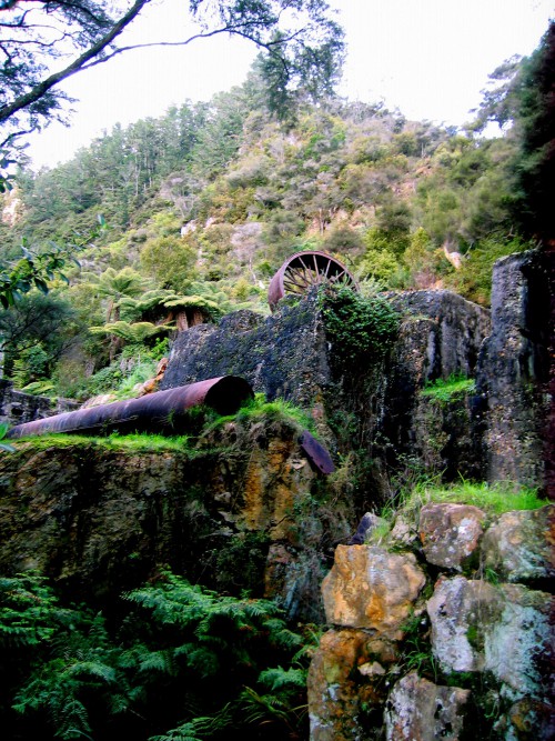 Overgrown mining ruins with rusty wheel in Karangahake Gorge
